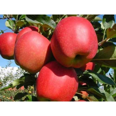 Jabłoń Grochówka